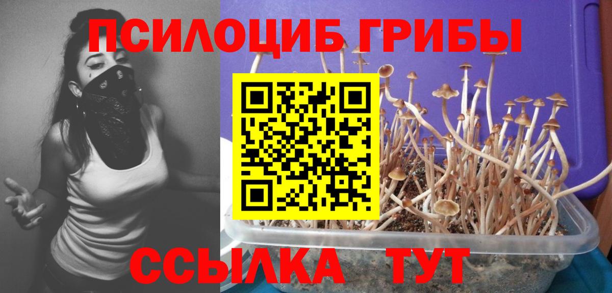 Псилоцибиновые грибы Psilocybe  Вход с VPN  Тында 